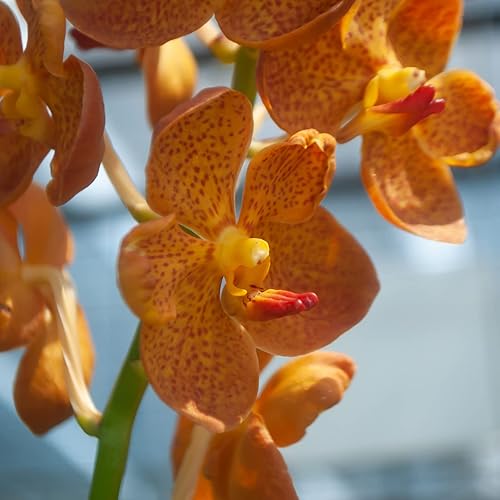 Miniatura 4 de Plantas de orquídeas aromáticas dendrobio orquídea viva rara con tamaño mini floreciente regalos de plantas de interior para jardinería de interior