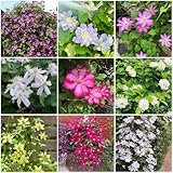 Si prega di visitare la home page del mio negozio, dove ci sono molti diversi tipi di semi.