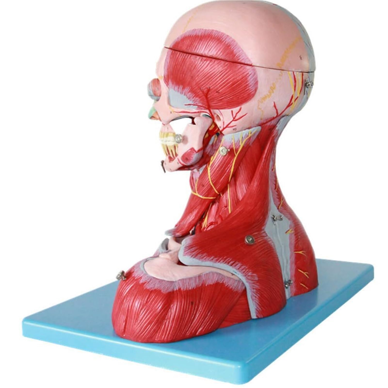 Modello didattico di anatomia muscolare della testa e del collo umano, modello di anatomia muscolare del cranio, kit scientifici, materiale di laboratorio