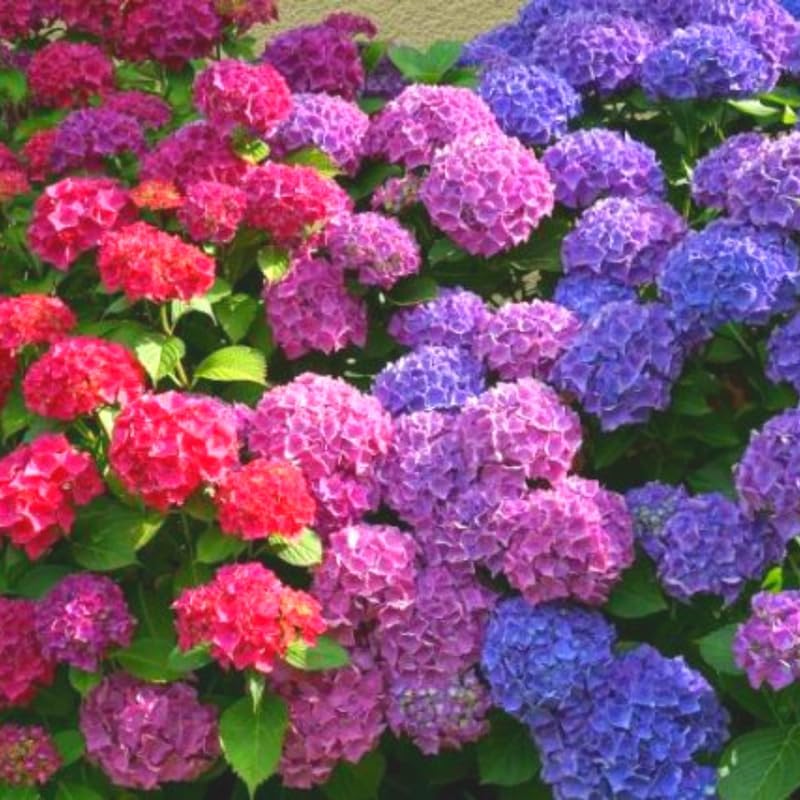 Change Color Hydrangea Live Plant in 2.5 Inch Pot, Hydrangea Trees Shrub Bush Perennial Outdoor Planting (Pink Red Bigleaf)