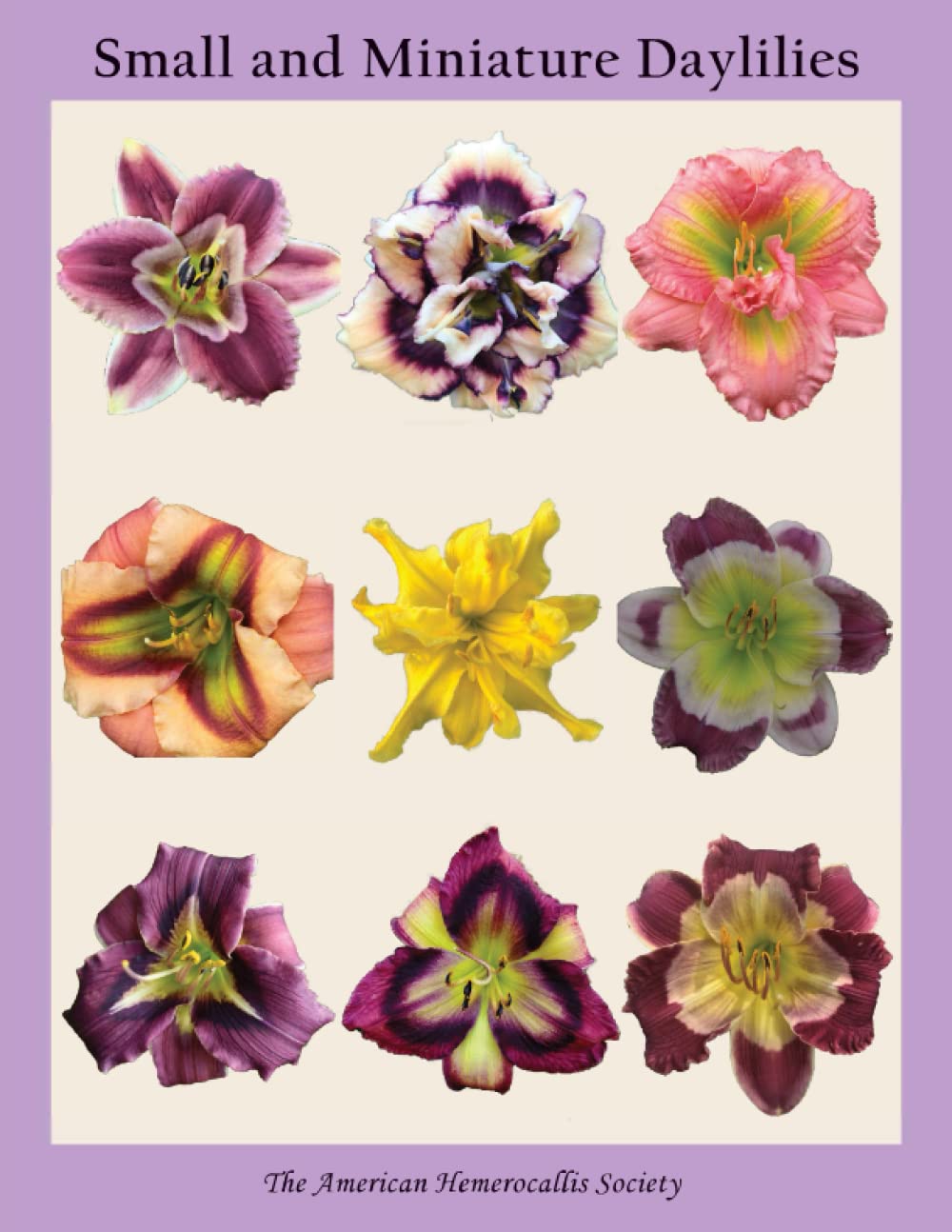 Small and Miniature Daylilies