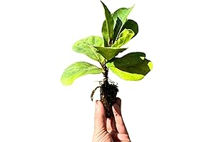 Premium Live Fiddle Leaf Fig Tree: A Verdant Oasis for Your Home