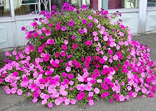 Old Fashioned Petunia Mix * 100+ semillas * Vining * Blanca, rojo, rosa, morado, azul, púrpura/blanco mezcla de tonos