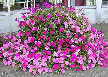 100+ Seeds of Old Fashioned Petunia Mix - Vining * White, Red, Pink, Purple, Blue, Purple/White Mix Shades
