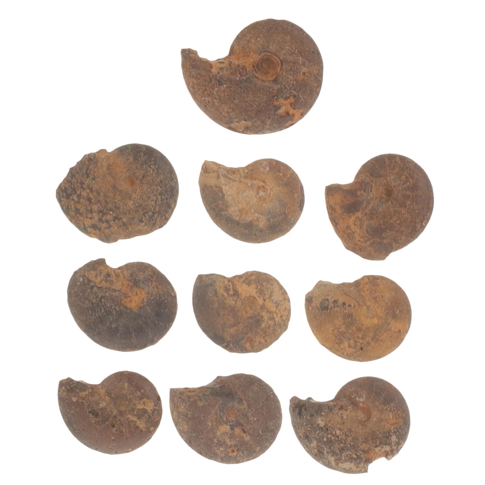 ABOOFAN Pcs Natural Ammonite Specimen Educational Ammonite Model for Boys Decorative Stone for Home Learning