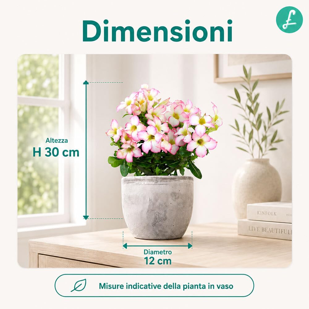 Rosa del Deserto Vera (Adenium Obesum) con Vaso in Terracotta FLOB – Pianta Viva Tropicale da Interno – Vaso 12 cm – Facile da Curare