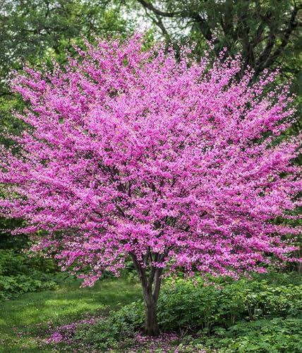 2 Eastern Redbud Tree (Cercis Canadensis) Live Plant Brilliant Pink Spring Blooms Hardy Ornamental Flowering Tree Perfect for Landscapes Yards & Gardens (2 Live Trees)