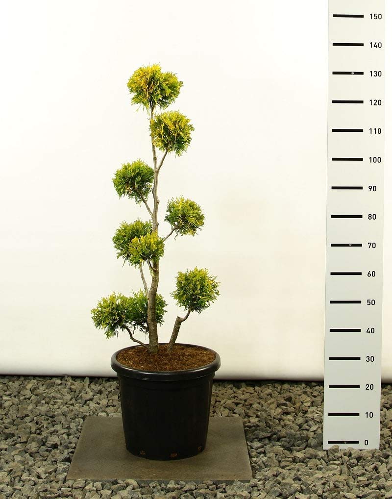 Hecken Formschnitt - Thuja occidentalis `Yellow Ribbon - verschiedene  Ausfhrungen (100-125cm - Topf  34cm - MULTI KUGEL) : Amazon.de: Garten