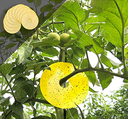 Greenvass Disctrap, Trampa autoadhesiva para Control de Insectos en arbolado y Maceta en Exterior. Pack de 10 Unidades. (Amarillo) Cover