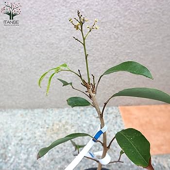 Amazon.co.jp: ライチ 篤姫 とり木大苗 Mサイズ 2～3年生苗【6号