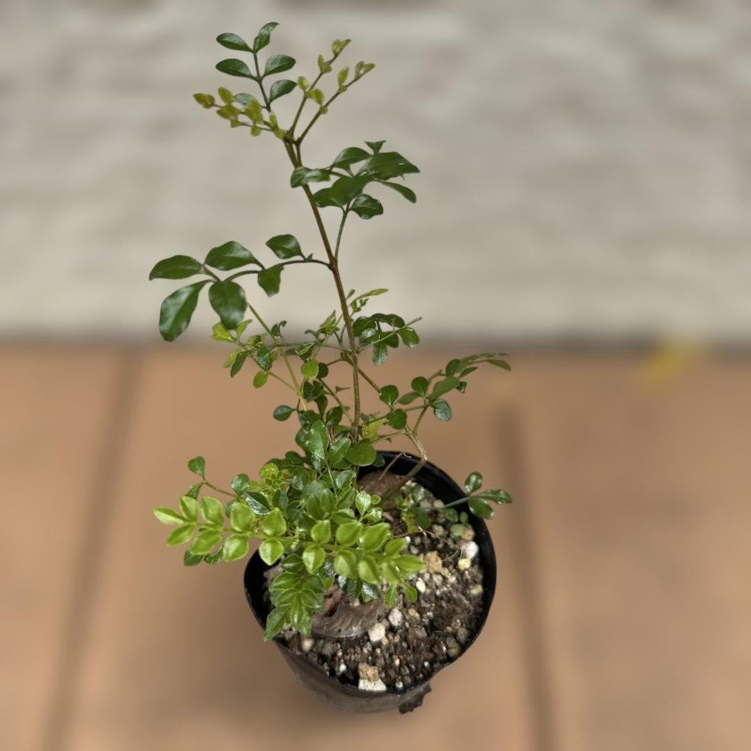 Amazon｜シマトネリコ 庭木 観葉植物 抜き苗発送｜観葉植物 オンライン通販