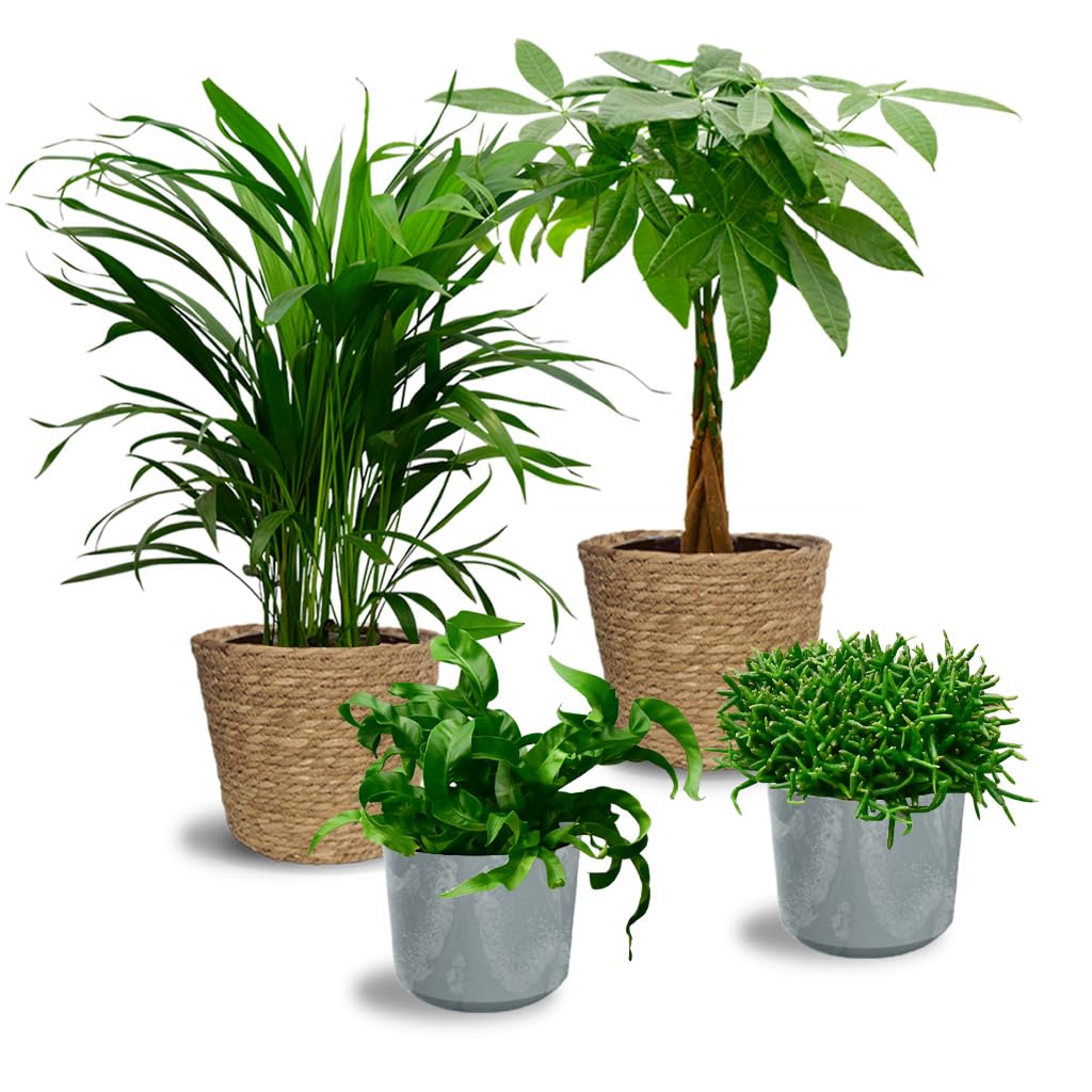 Nestfarn, Areca-Palme, Glückskastanie & Rutenkaktus – 4er Box Zimmerpflanzen Katzenliebe – frisch aus der Gärtnerei – Höhe 15-70 cm – Töpfe 10,5-17 cm – mit Übertöpfen – Green Me Up