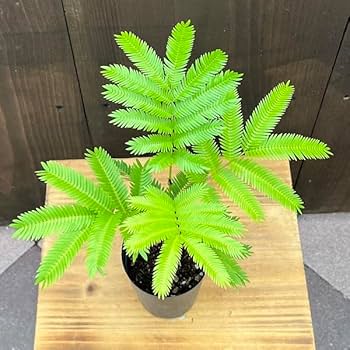 616PQWKUGfL._AC_UF350,