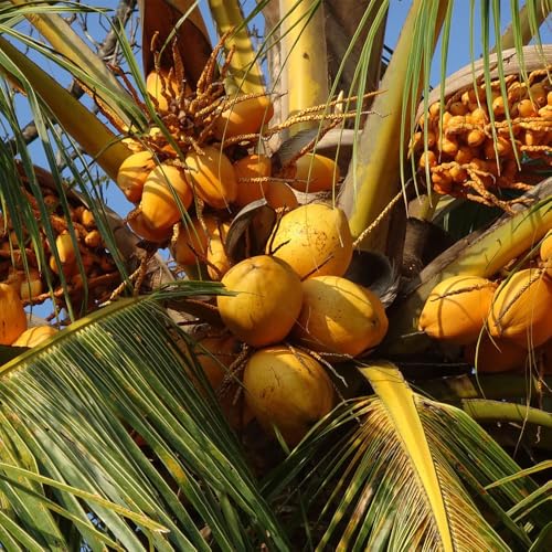 Genérico, Kit 3 Mudas de Coco Amarelo 50 a 80cm AMK - Plantas Online