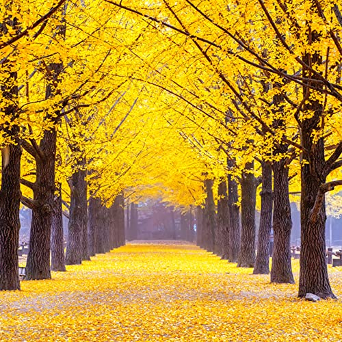 Qauzuy Garden 100 Rare Ginkgo Biloba Seeds, Gingko, Fossil Tree, Maidenhair Tree, Yinhsing Seeds - Showy Bonsai Accent Specimen Plant Tree & Great Gardening Gift #TOP4