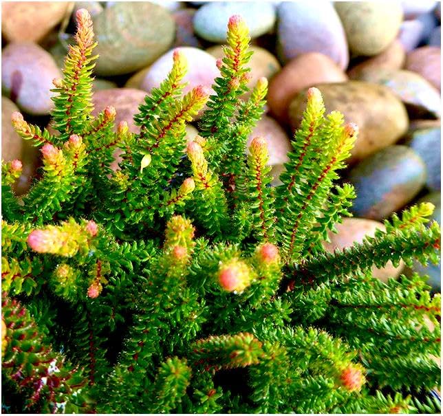 GrowOn Shrubs [x4] Heather Erica x Stuartii 'Irish Orange' | Multi-Pack | Evergreen Shrubs | Outdoor Garden Ready Plants | Summer and Autumn Flowering | Mauve-Pink Flowers