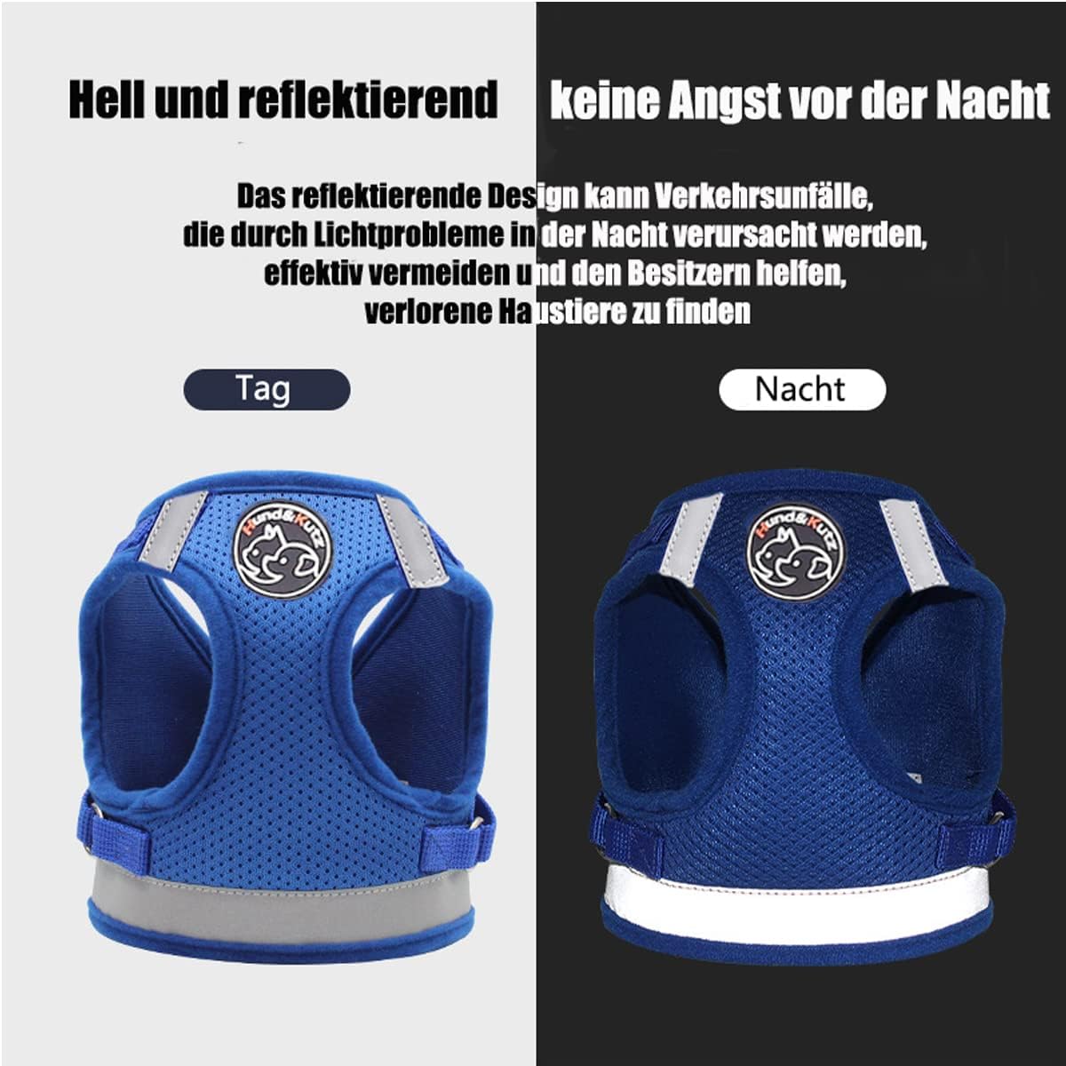 Boldog kutya és macska hámban, külső környezetben