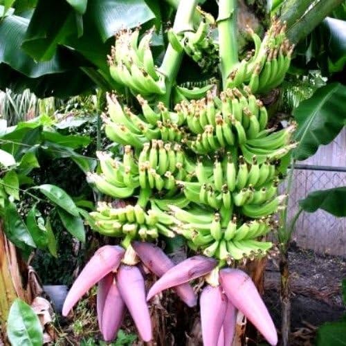 Double Mahoi Dwarf Banana Plant - Live Plant - Double Headed Dwarf Cavendish