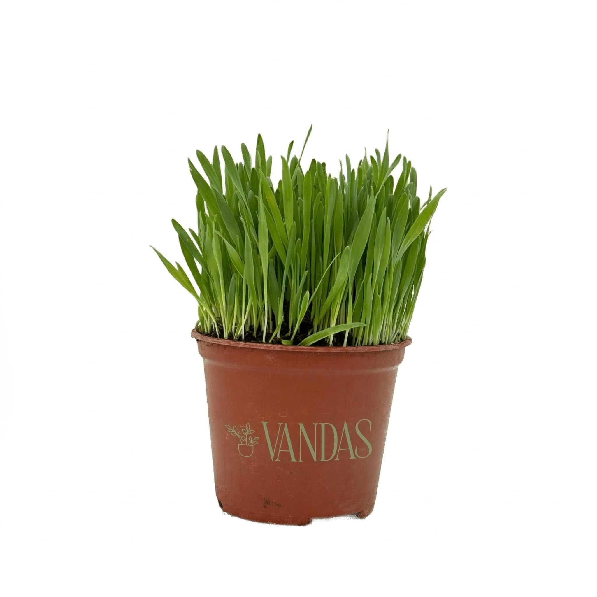 VANDAS Erba per Gatti – Pianta in Vaso 14 cm | Pronta al Consumo | Naturale e Sicura Senza Pesticidi | Uso Interno ed Esterno (3)