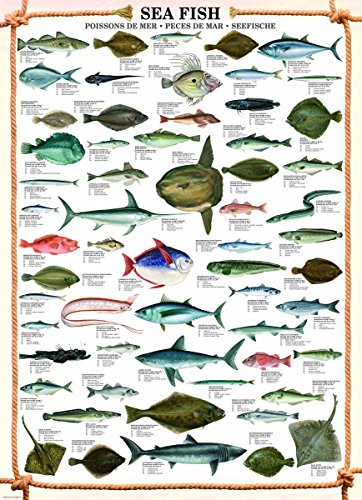 empireposter – Educational – Sea Fish – Tamaño (cm), Aprox. 61 x 91,5 – Póster, Nuevo – Texto en inglés.