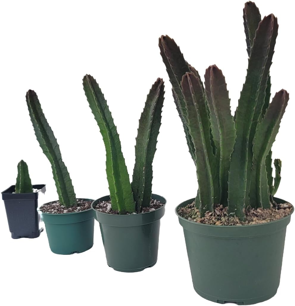 Starfish Cactus with Beautiful Giant Yellow Flowers | Stapelia gigantea | Giant Starfish Plant | Rare Live Plant Huernia | CA Seller (Multiple Big Plants, in a 6" Hanging Pot)