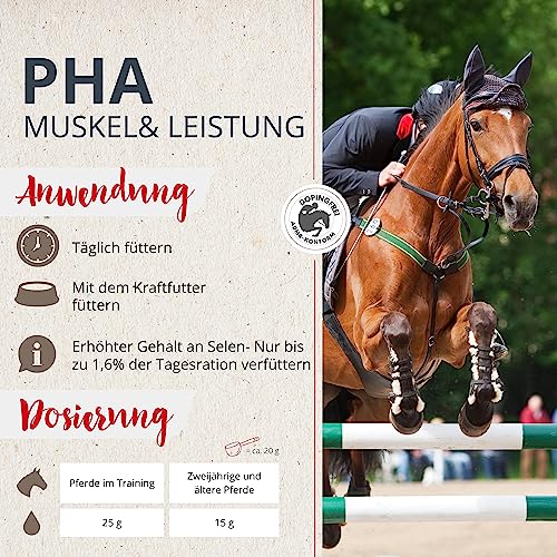 Muskelaufbau Zusatzfutter für Pferde – PHA Muskel & Leistung