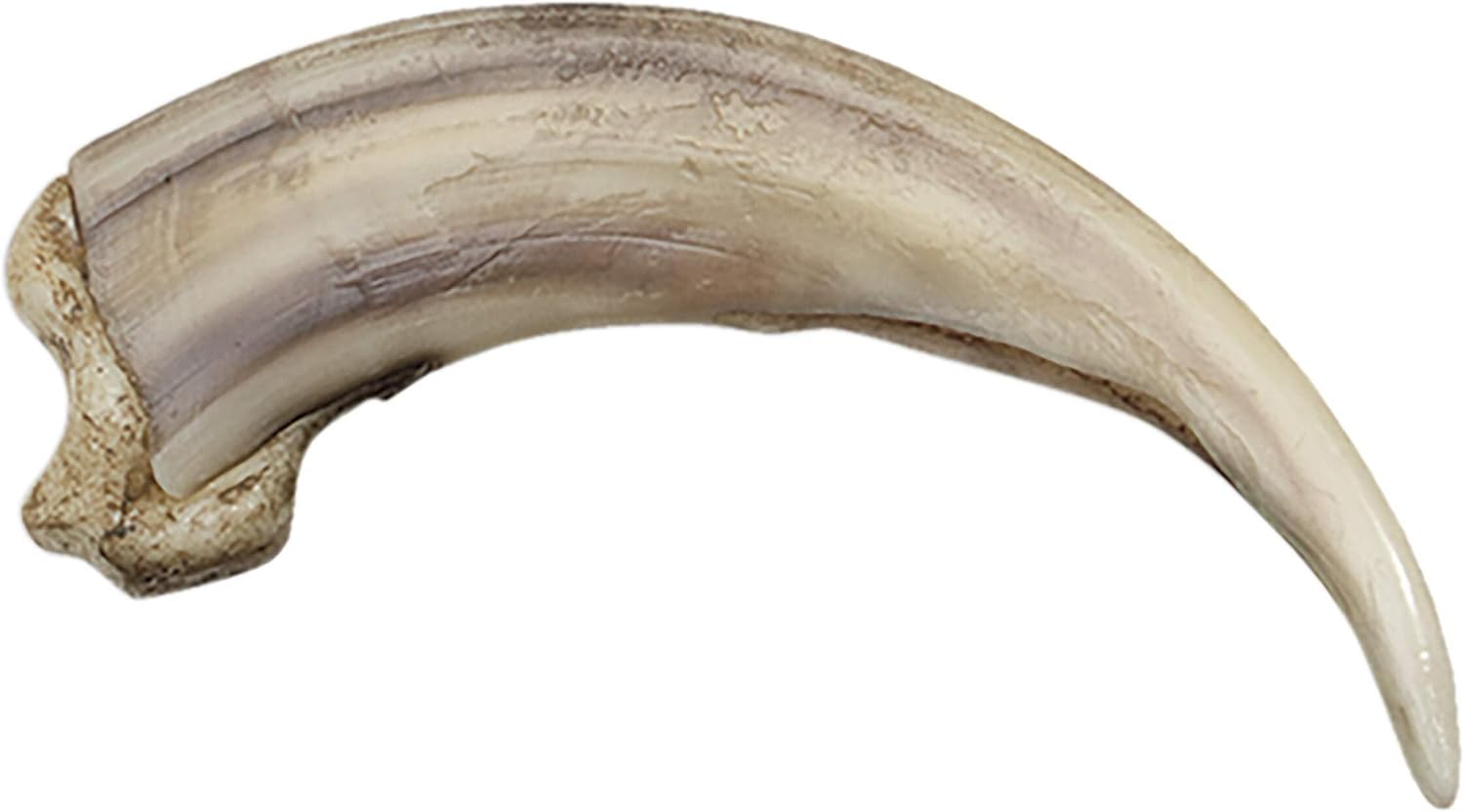 Skulls Unlimited Grizzly Bear Kodiak Claw, Straight (13cm) (Museum Quality Replica)
