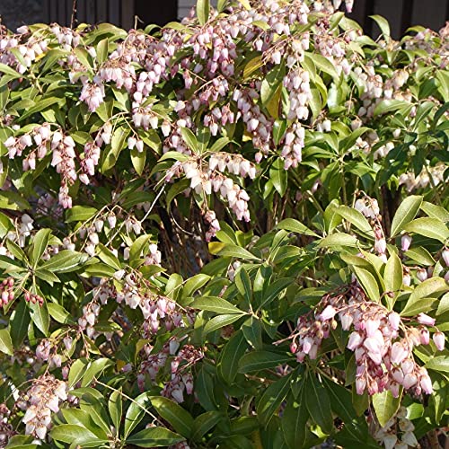 Amazon | SORA 紅花アセビ H700～900mm（鉢底より） | 植木