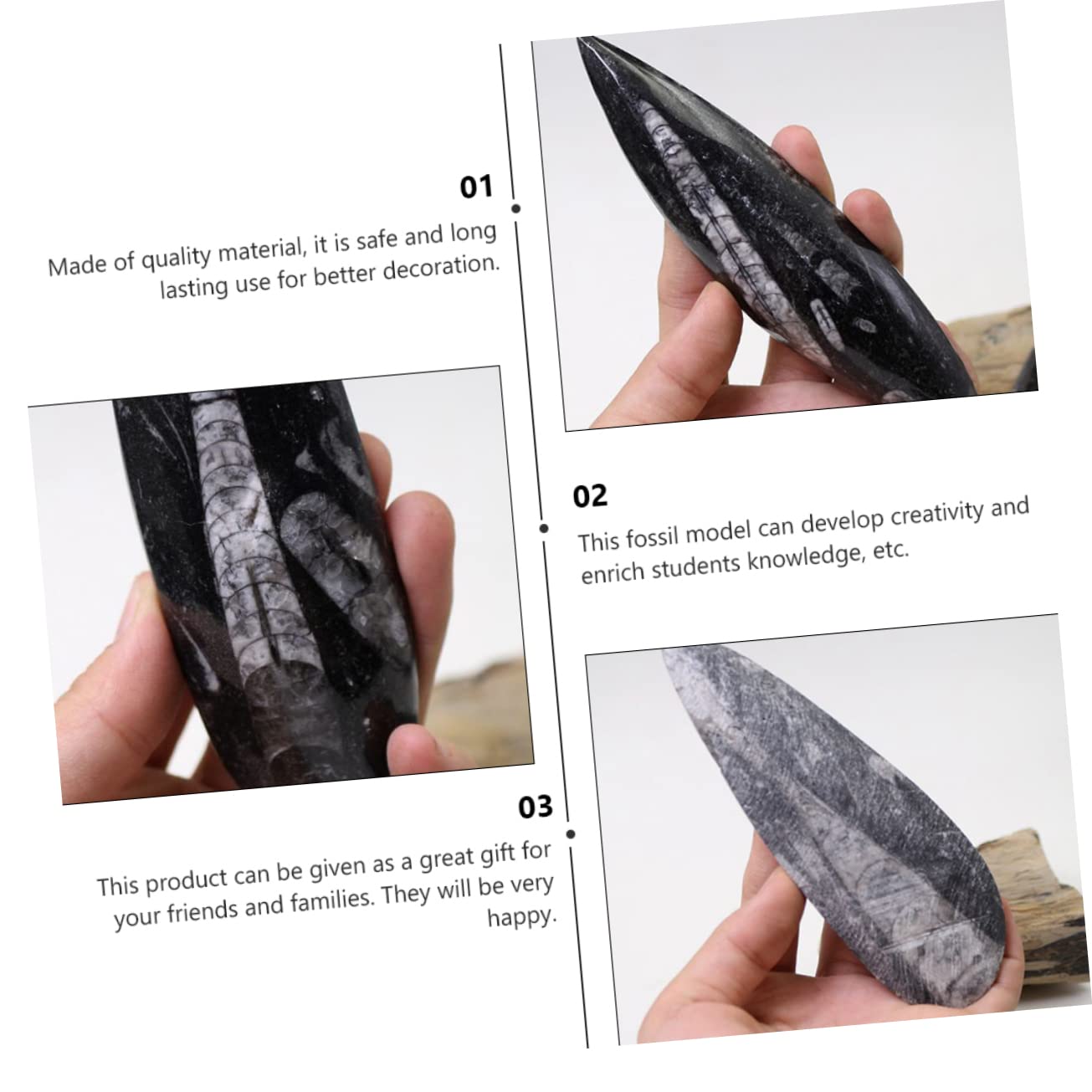 Fossile di Orthoceras Nero Grande per Scopi Educativi Materiale Minerale Autentico per Laboratorio di Paleontologia e Didattica Scientifica