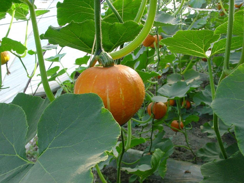 See full amazon price history chart for Red pumpkin seeds for planting (80 seeds) Red pumpkin seeds for planting (80 seeds) (B0C9Y5KTVL) Amazon Price History, Amazon Price Tracker