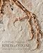 Birds of Stone: Chinese Avian Fossils from the Age of Dinosaurs