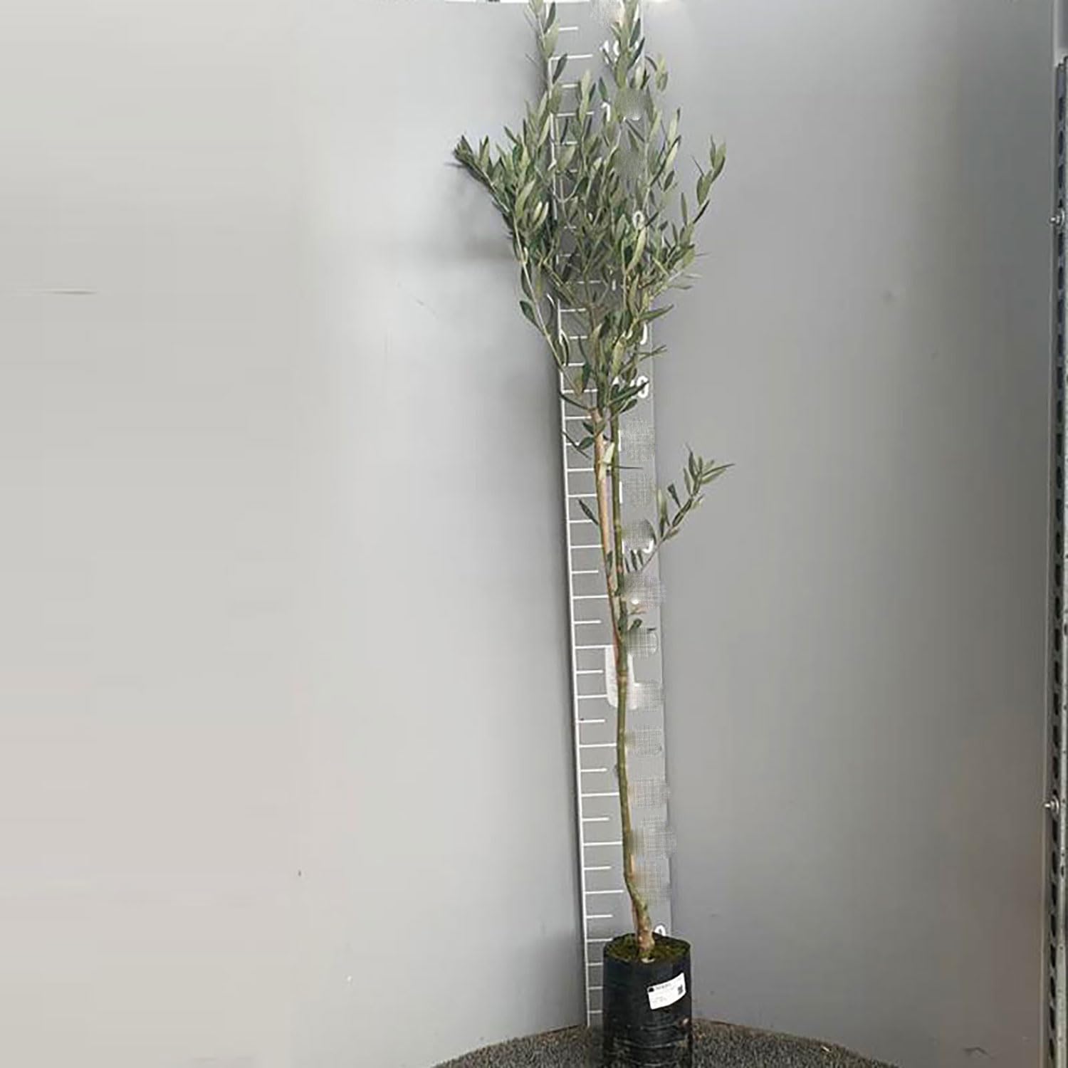 palmlilie yucca winterhart Palmlilie – Yucca rostrata main image 1