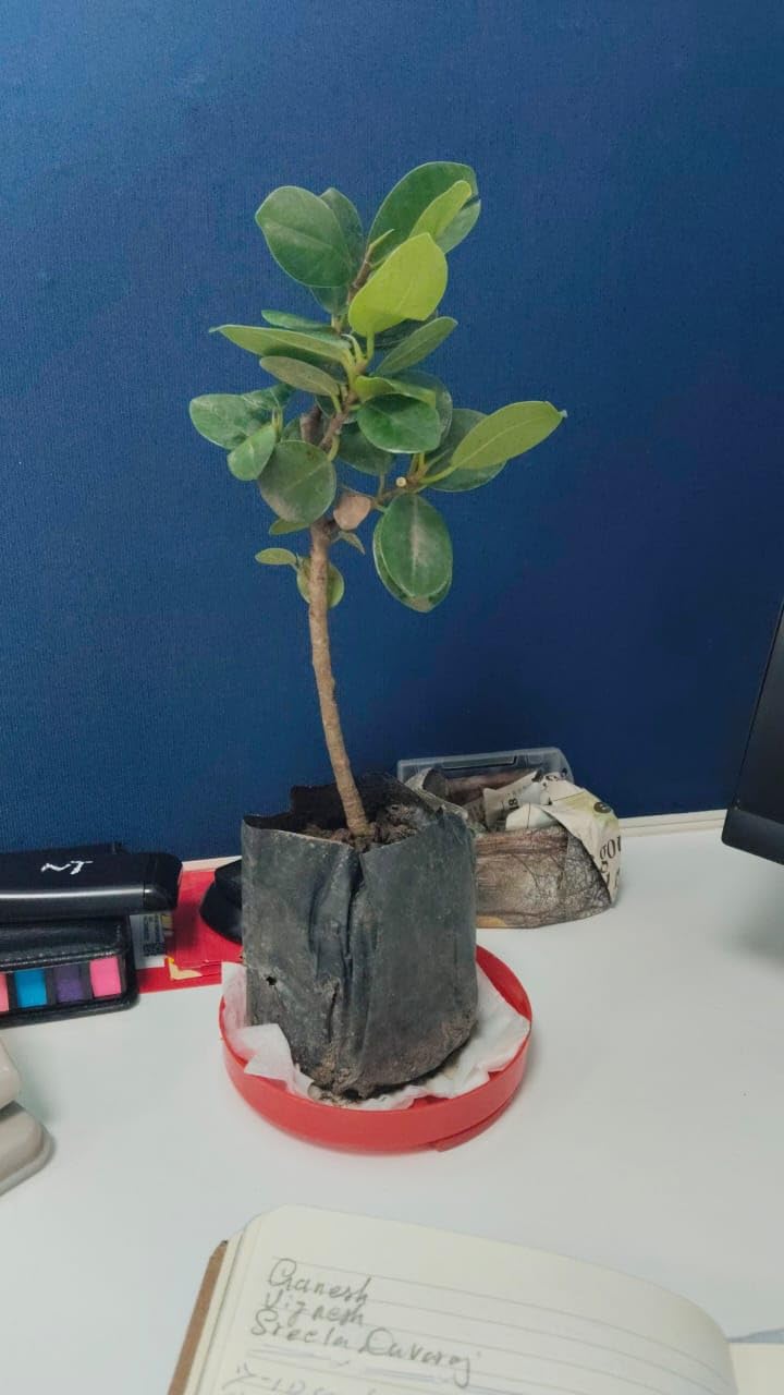Oxygeen Bonsai Lucky Banyan Live Plant Marri Baniyana baragad Paniyan ...
