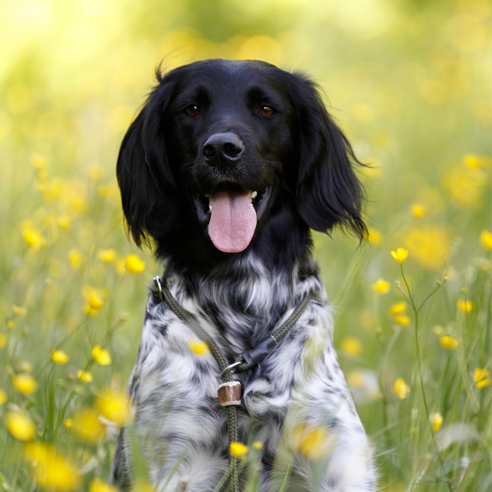 Umhängeleine Moxonleine Melrose– Robuste Retrieverleine mit Zugbegrenzung und Geweihstopper | Ideal für Hundesport, Jagen und Agility | Stufenlos verstellbar 280 cm x 8 mm (Oliv)