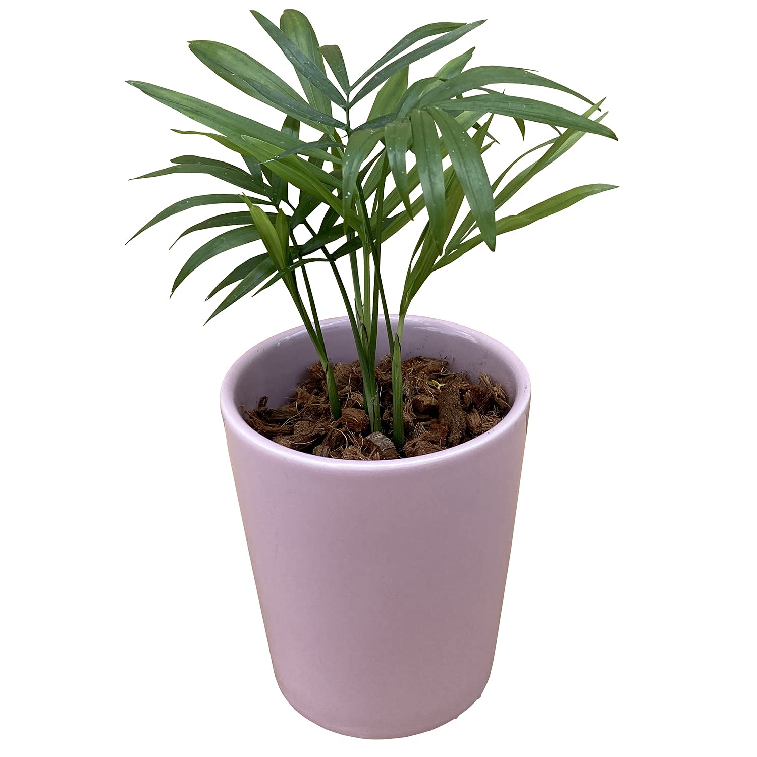 Amazon｜花のギフト社 テーブルヤシ 観葉植物 本物 ミニ ヤシ ヤシの木