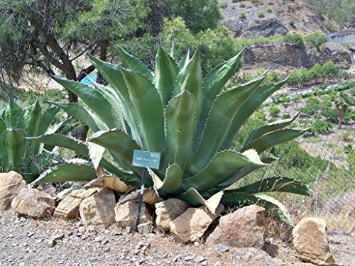 Agave salmiana ferox SEMILLAS DE AGAVE ENORMES Y RESISTENTES Paquete de 500 semillas