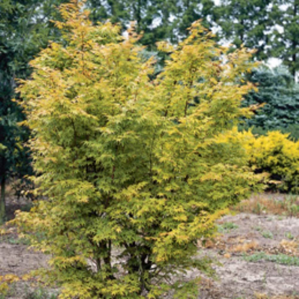 Acer palmatum Coral-bark Japanese Maple Plant 'Sango-kaku' Deciduous Red Bark RHS AGM Low-Maintenance Autumn Colour Easy to Grow Garden Hardy Tree 1 x 10.5cm Potted Plants By Thompson and Morgan