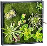 Dimensioni:30 x 30 cm, Profondità telaio: 4,5 cm, Profondità totale con piante: circa 13 cm. Giardino a muro Sistemi - Anche rilevante o appropriato per: Fontana da interno, tela, Fontana, fiore, Vasi