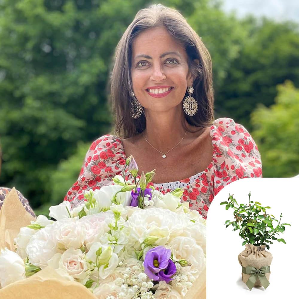 Harkness Roses The Dame Deborah James Rose, Gift Wrapped 4 Litre Pot for Immediate Planting, Roses Plants For Outdoor Delicate Fragrance, Perfect For Planting In Pots And Also For Cut Flowers