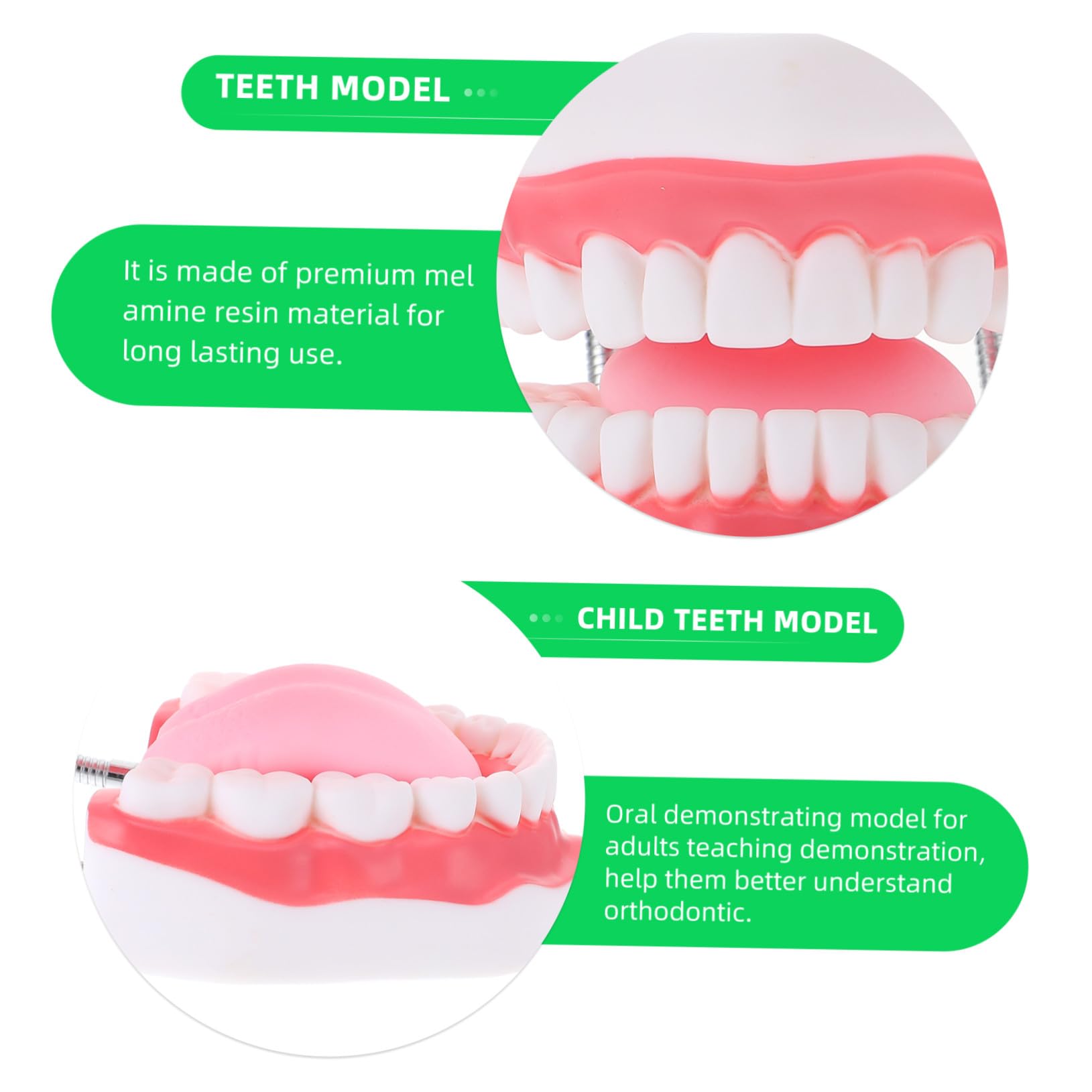 Modello Dentale per Ragazzo Ragazza in Pvc Bianco 6x con Spazzolino | Ausilio Didattico Educativo, Comunicazione Genitore-figlio, Forma Creativa