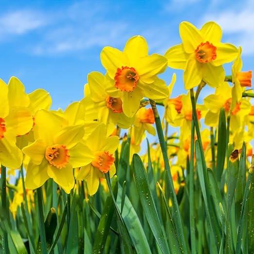 12 Bulbi Mughetto Perenni Resistenti - Fiori Invernali Per Giardino - Foto 4