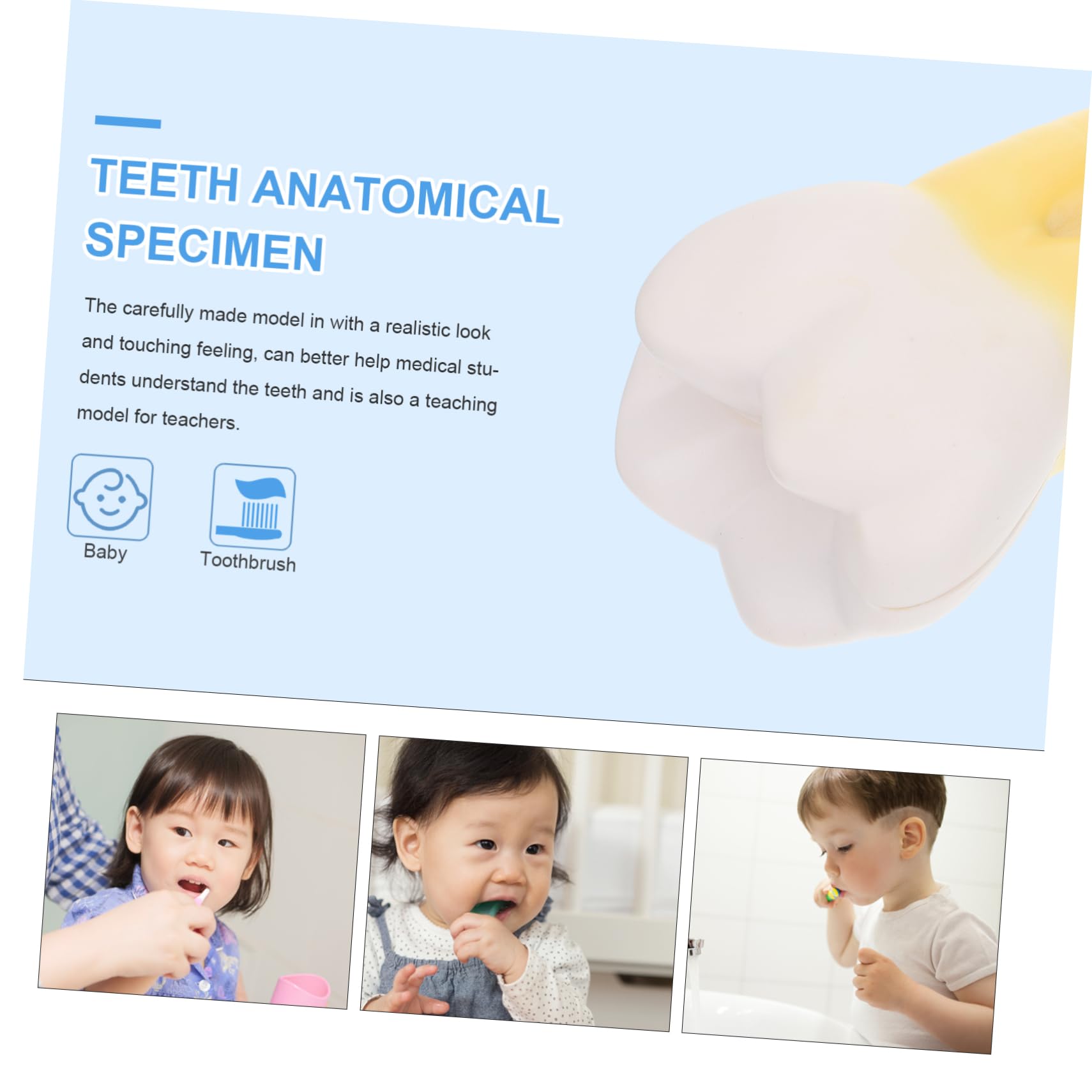 Modello Molare Anatomico in Pvc per Dimostrazione Dentale | Giallo, Leggero, Realistico, per Cliniche Odontoiatriche e Insegnamento
