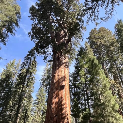 semi di sequoia, Decorazione del soggiorno, resistenti al pieno sole, giardino 300pcs