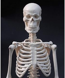 Anatomy Model, Skeleton Model Spine Model, Medical Teaching Model Skeleton Anatomy Model Can Be Active with Bracket 45CM for Medical Demonstration