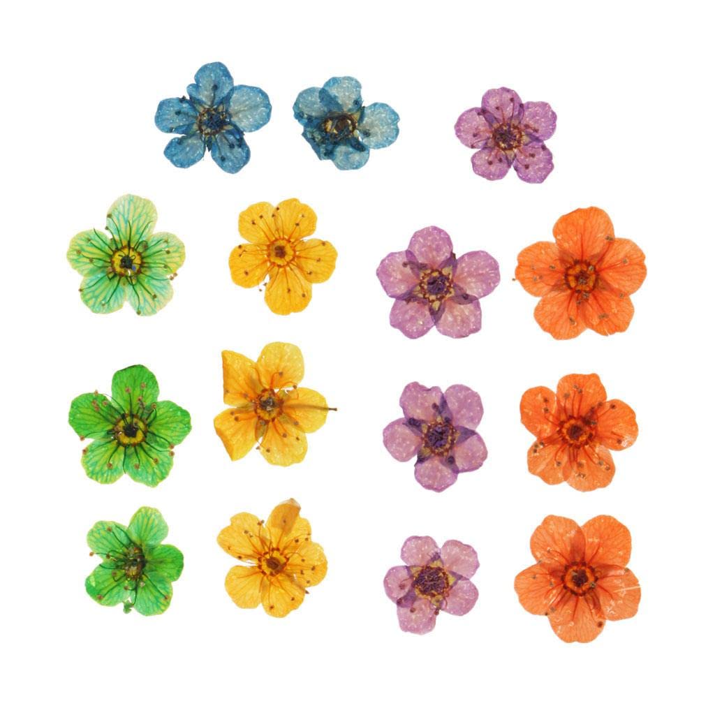 15 Pieces Natural Real Flowers Dried Flower for DIY Craft Nail Art 8MmCrafts|Home Arts & Crafts|Floral Crafts|Dried Botanicals & Potpourri|Dried Flowers-image-5