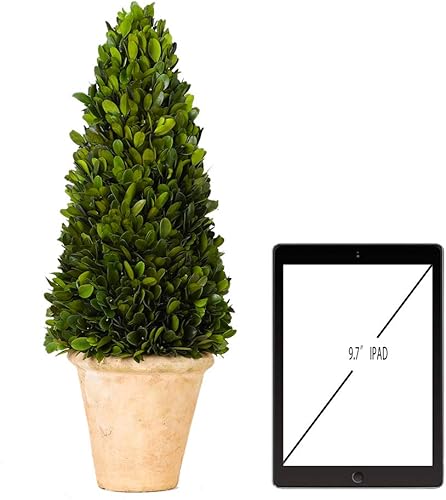 Miniatura 5 de Árbol boj ornamental bien conservado en maceta de terracota, planta verde para decoración del hogar (de bola única, 41 cm de alto)