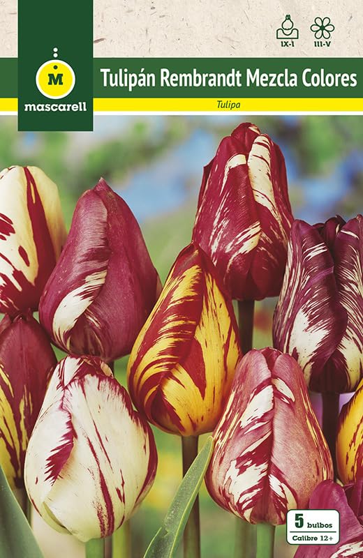 Mascarell Semillas, TULIPAN REMBRANDT, MEZCLA DE COLORES, Semillas Bulbosas, Bulbos de Flores Otoño Fácil de Cultivar, Bolsa 5 Bulbos