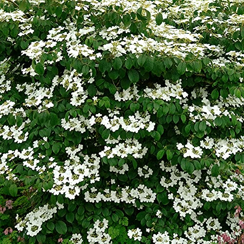 Viburnum Mariesii - Bola de Nieve Japonesa | Arbusto de jardín floreciente de hoja caduca en maceta.