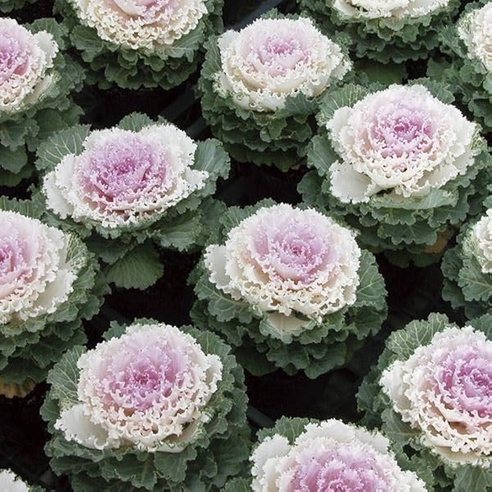 花パピエ 生花】ひまわり モネノヒマワリ【黄/60cm/新潟県】｜Flower