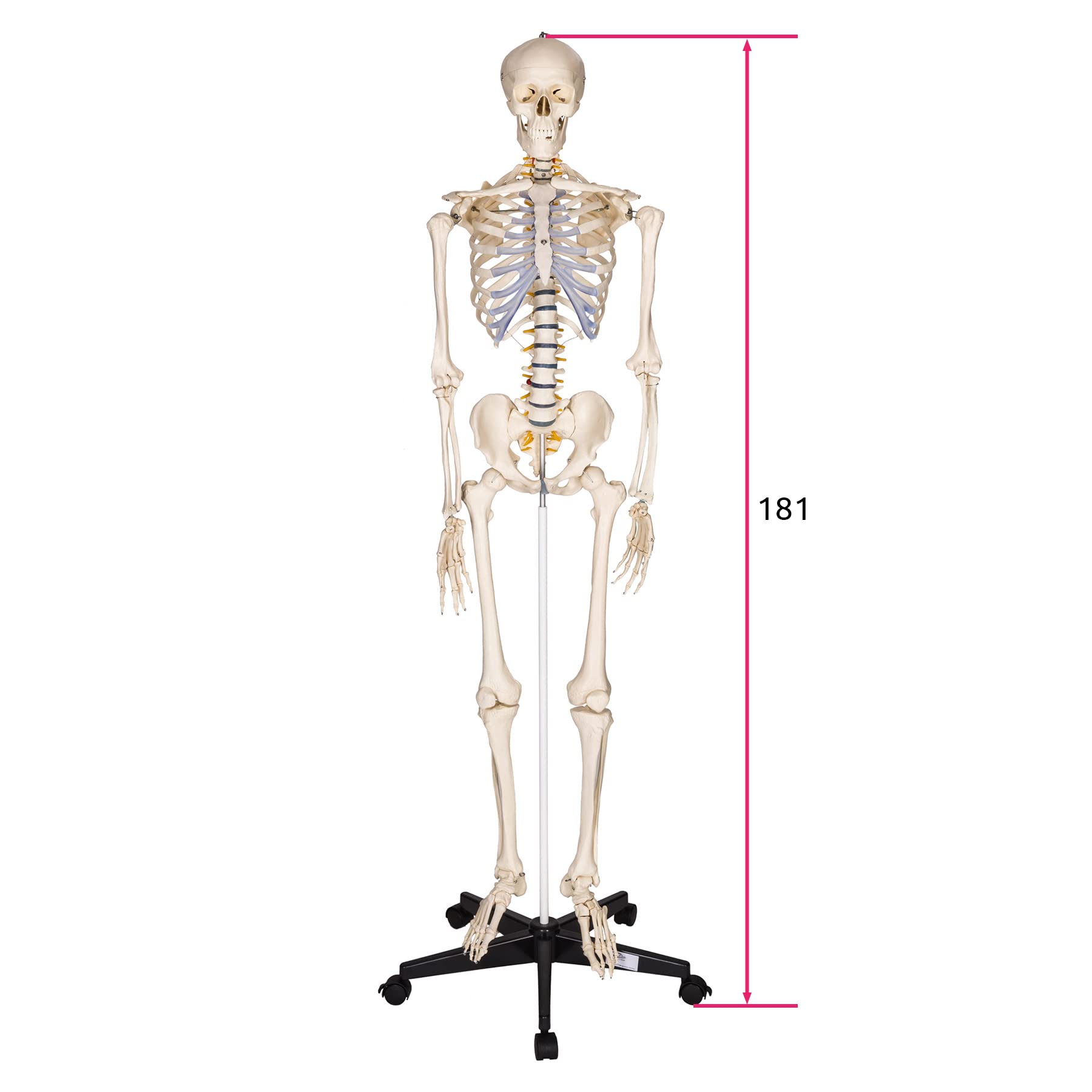 tectake® menschliches Skelett, Skelett lebensgroß, Human Design Anatomie Modell, Skelett Modell der menschliche Körper, medizinische Schulungsmaterialien, Science Kit mit Schädel Modell